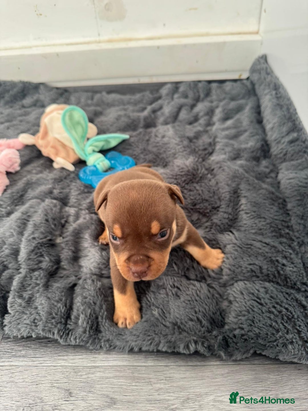 American Bully dogs for sale: Beautiful little pocket bullies for sale - Advert 5