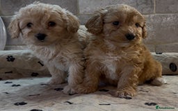 Cockapoo dogs for sale: 🐶 Gorgeous F1 Cockapoo Puppies –  Vet Checked  - Image 12