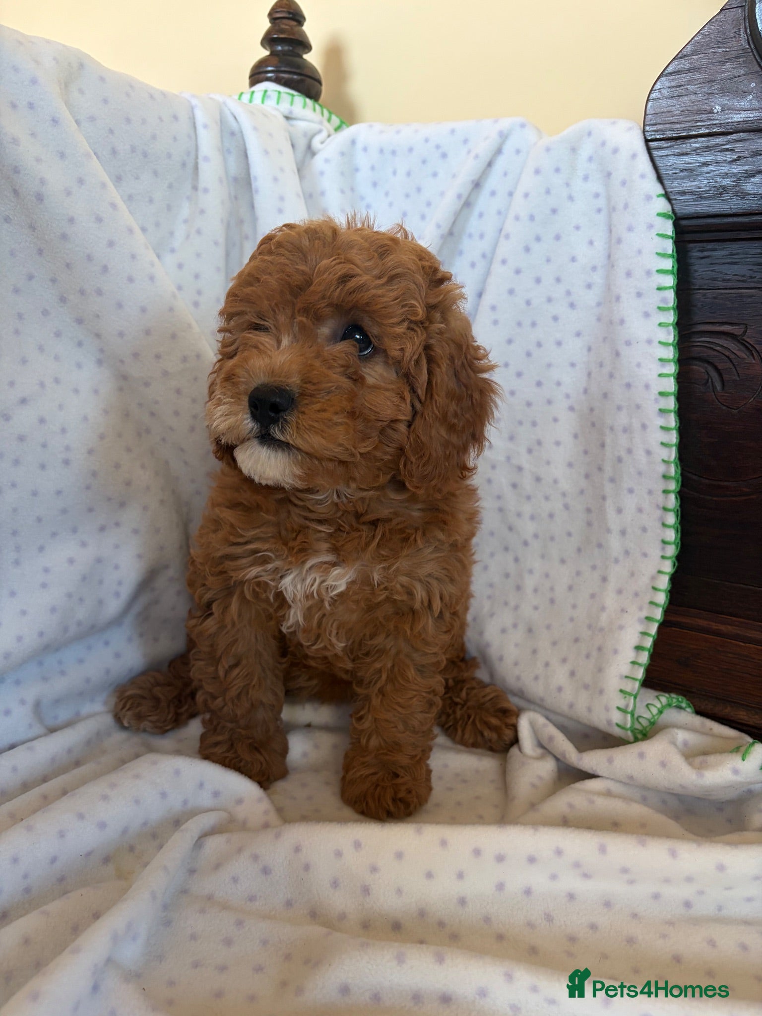 Cavapoo dogs FULLY HEALTH TESTED RED AND GOLD F1B TOY CAVAPOOS - Advert 2