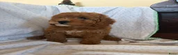 Cavapoo dogs for sale: FULLY HEALTH TESTED RED AND GOLD F1B TOY CAVAPOOS - Advert 2