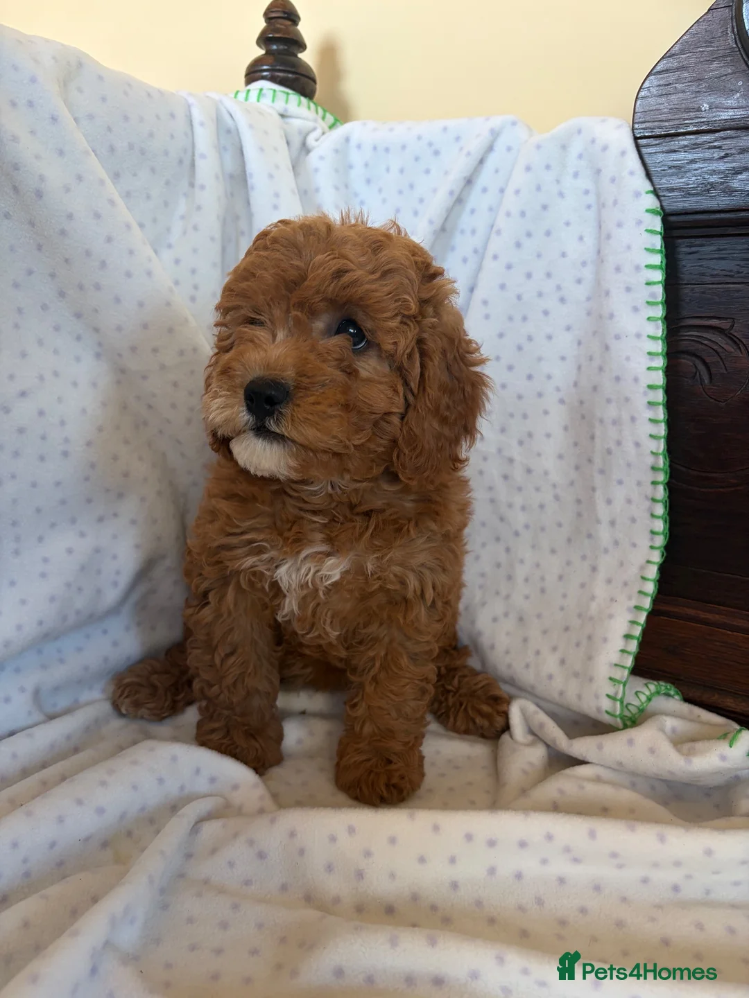 Cavapoo dogs for sale: FULLY HEALTH TESTED RED AND GOLD F1B TOY CAVAPOOS - Advert 2