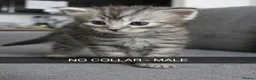 Maine Coon cats for sale: Main coon/ ragdoll - Advert 3
