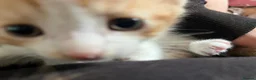 Mixed Breed cats for sale: 4 kittens ready by the 31st august - Advert 4