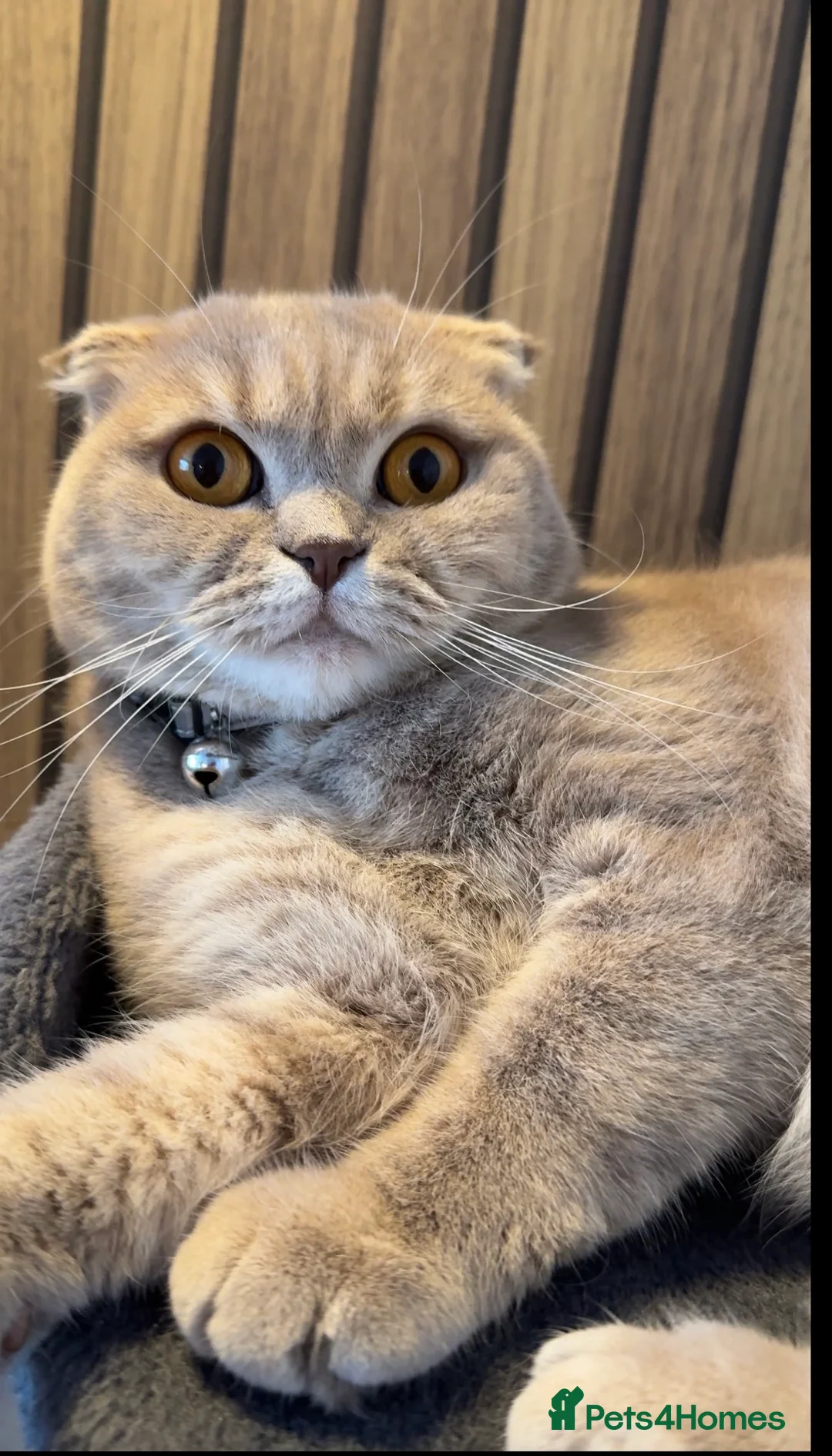 Scottish Fold cats for sale: Toby Scottish cat in Birmingham - Advert 2
