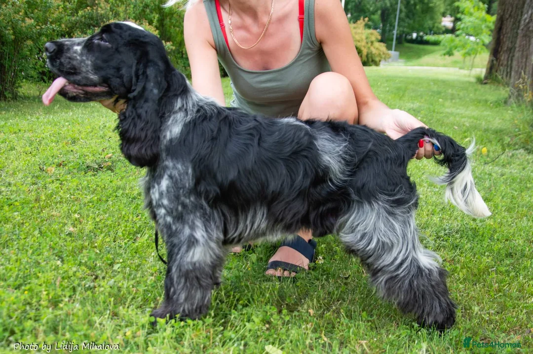 Cocker Spaniel dogs for stud: KC registered stud - Advert 5