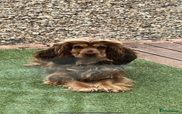Cocker Spaniel dogs for sale: Show type cocker spaniel  - Image 10