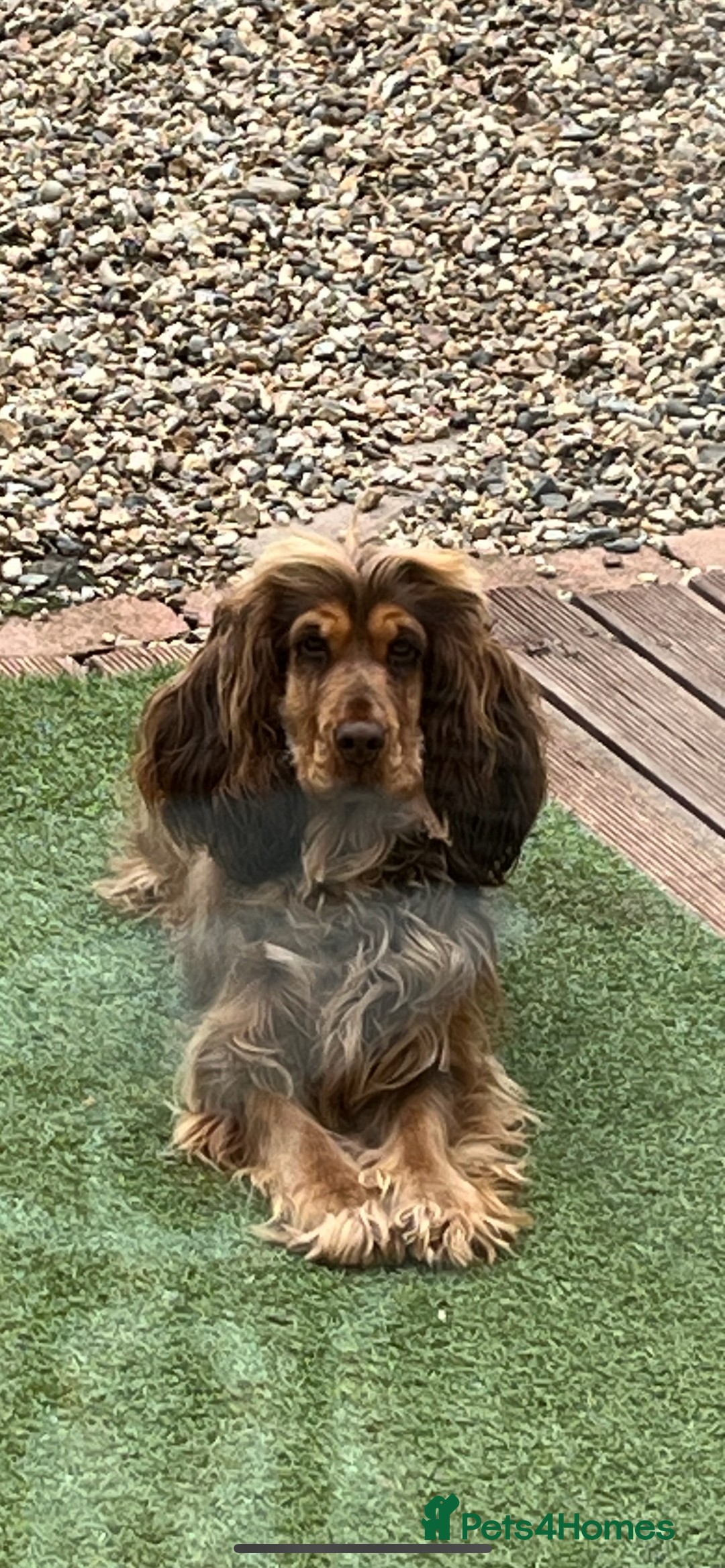 Cocker Spaniel dogs for sale: Show type cocker spaniel  - Image 10
