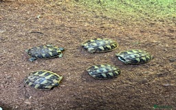 Hermann Tortoise reptiles for sale: Hermanns tortoises - Image 3