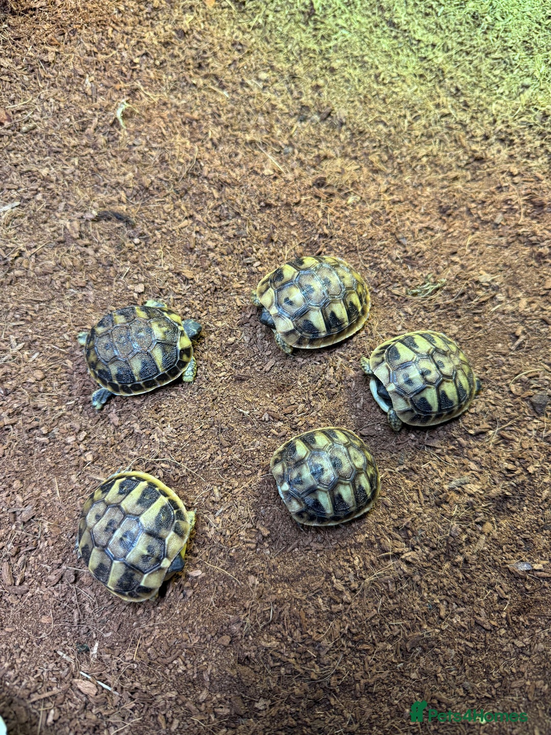 Hermann Tortoise reptiles for sale: Hermanns tortoises - Image 3