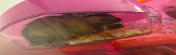 Gerbil rodents for sale: Two Female Gerbils for sale in Bristol - Advert 4