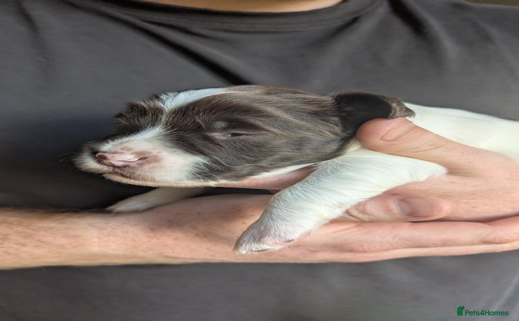 English Springer Spaniel dogs - Advert 13