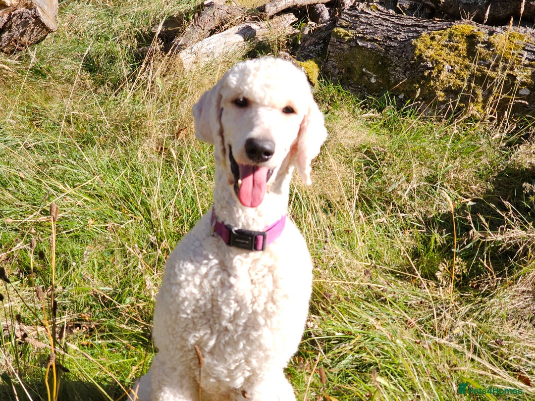 Standard Poodle dogs for stud: Health tested black phantom wrapped in cream  - Advert 8