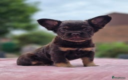 French Bulldog dogs for sale: Fluffy french bulldogs carrying Pink - Image 1