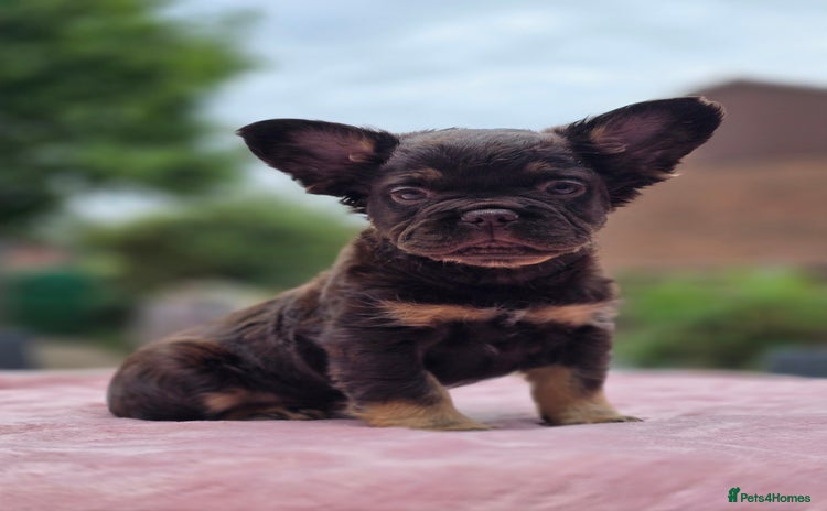 French Bulldog dogs - Advert 5