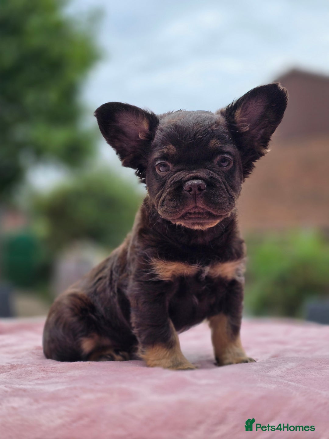 French Bulldog dogs for sale: Fluffy french bulldogs carrying Pink - Image 1