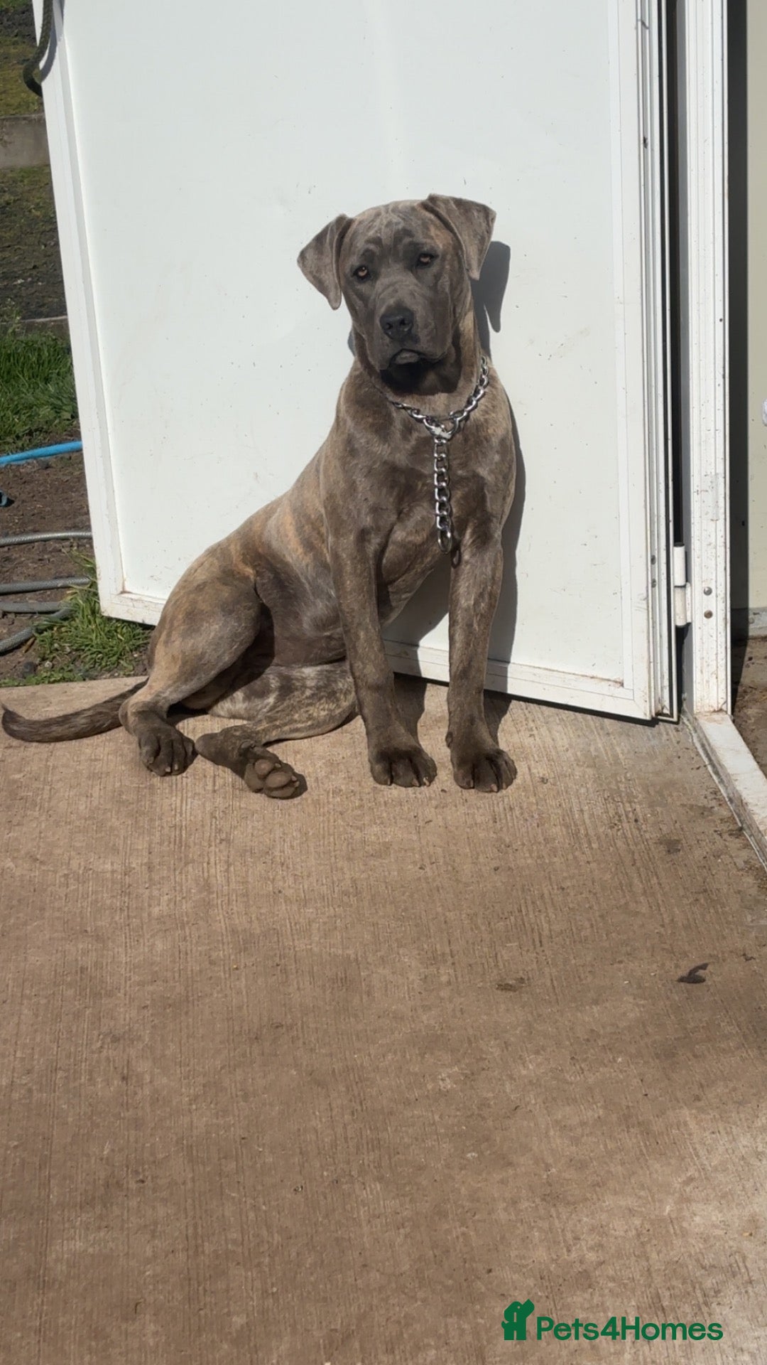 Cane Corso dogs Zena  - Advert 1