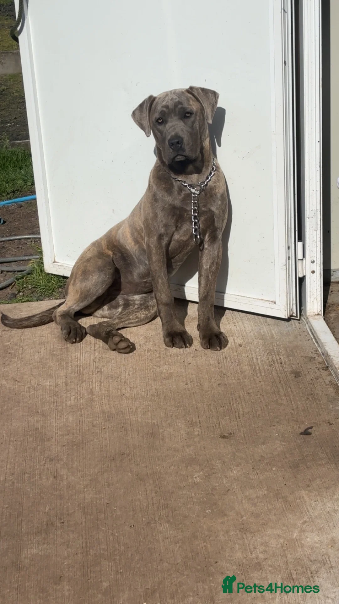 Cane Corso dogs for sale: Zena  - Advert 1