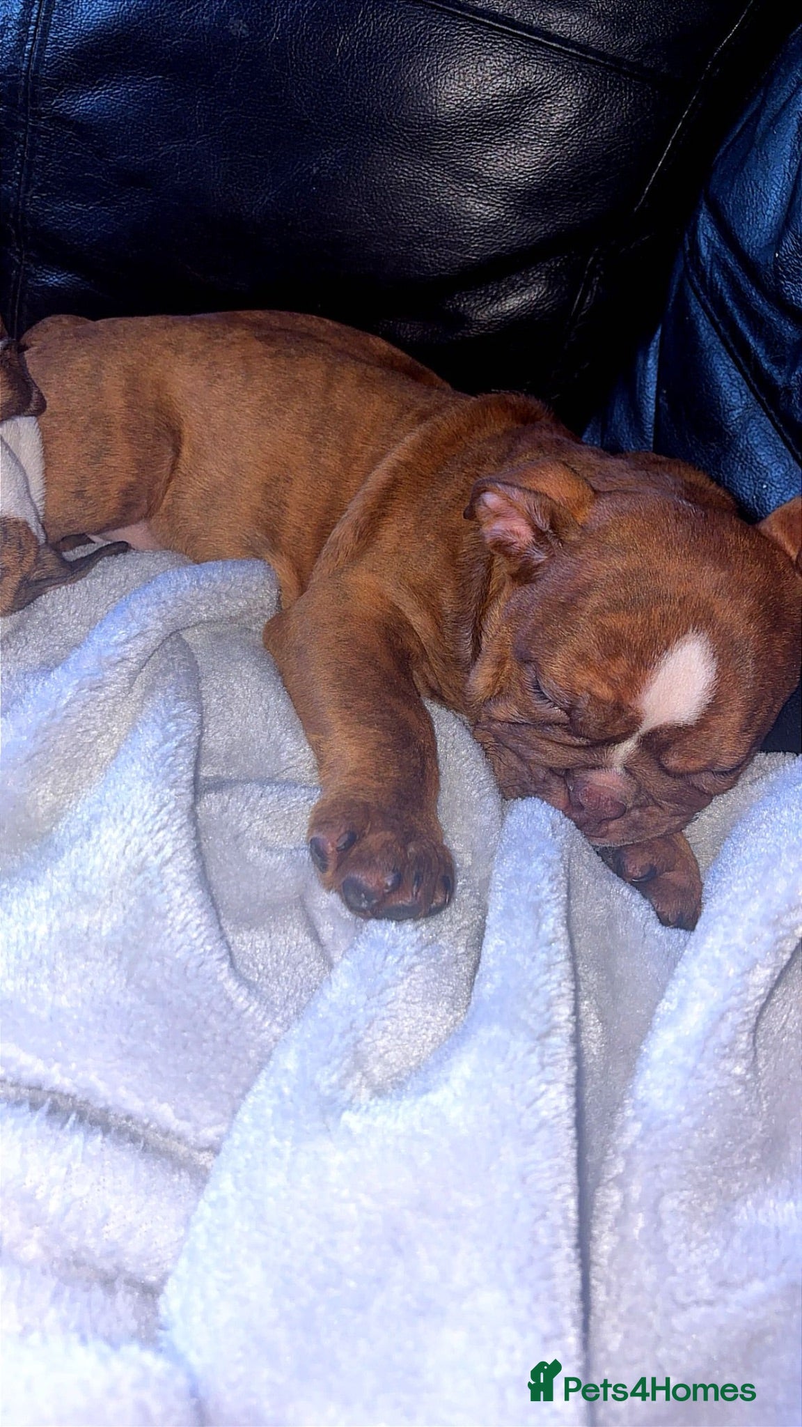 English Bulldog dogs ‼️REDUCED‼️2 DWKC FEMALE ENGLISH BULLDOG PUPPIES‼️ - Advert 9