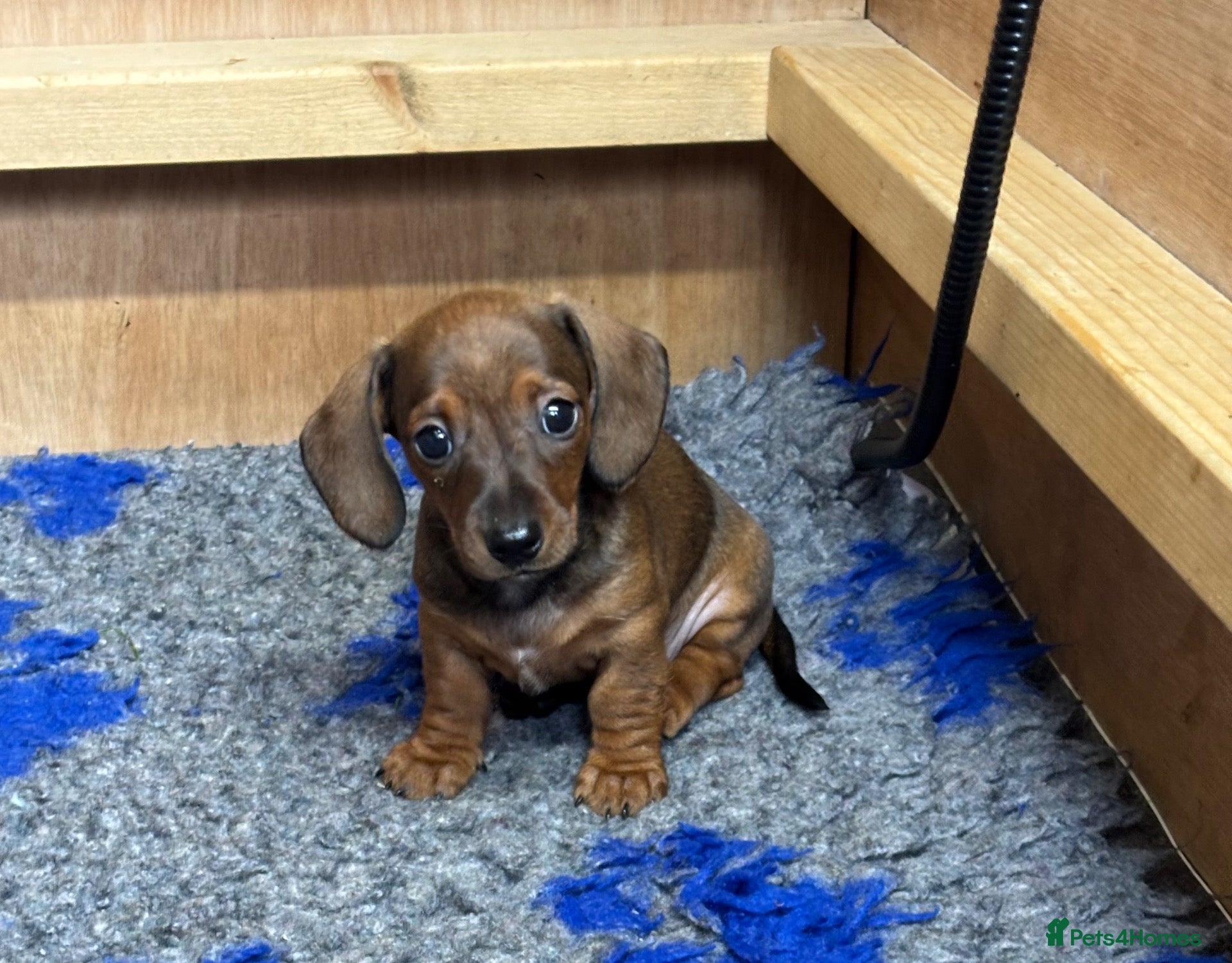 Dachshund dogs KC reg Miniature smooth hair puppy - Advert 5