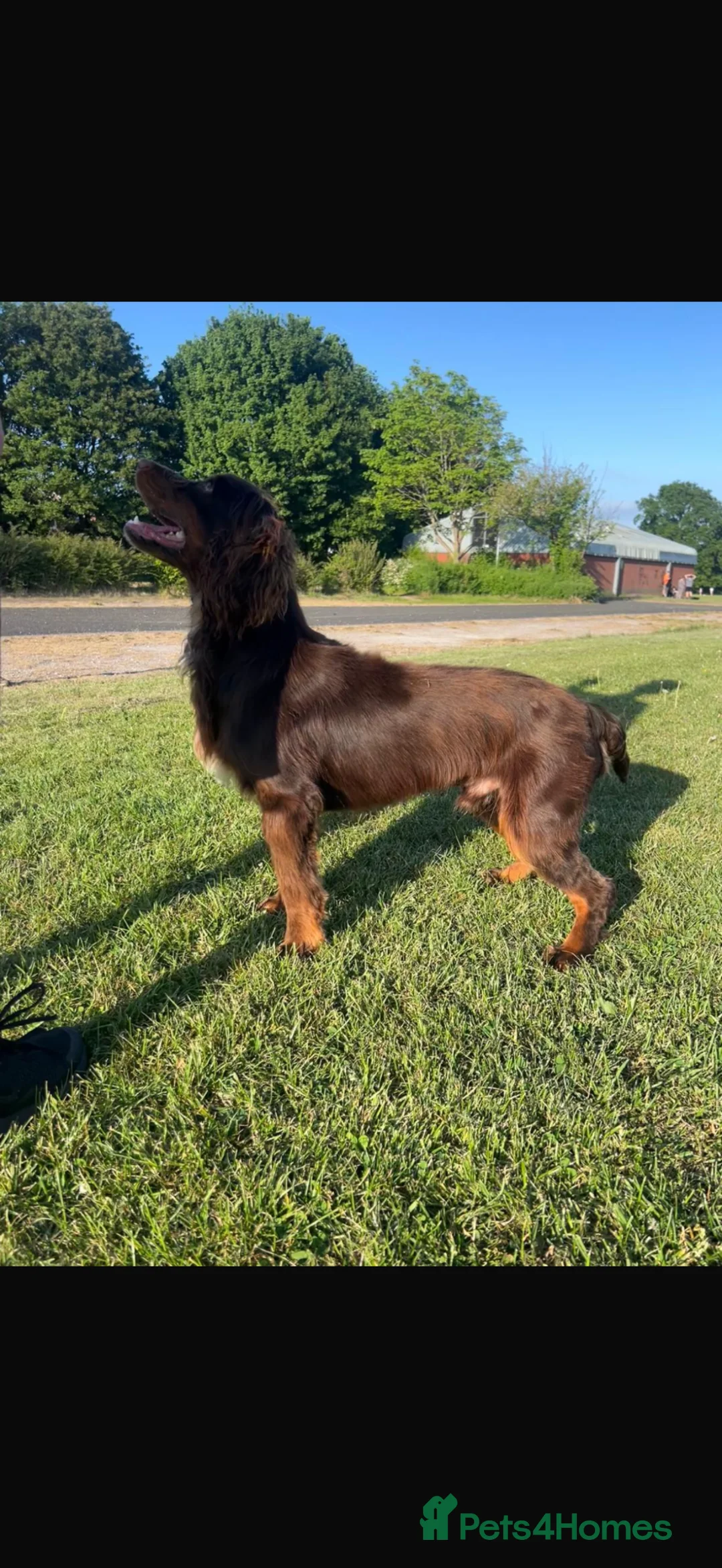 Cocker Spaniel dogs for sale: Exceptional working cocker spaniels in Middlewich - Advert 2