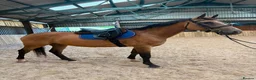 Danish Warmblood horses for sale: STUNNING MARE Danish warm.blood x ish - Advert 1