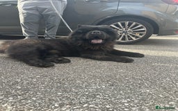 Chow Chow dogs for sale: Chow chow puppies. - Image 2