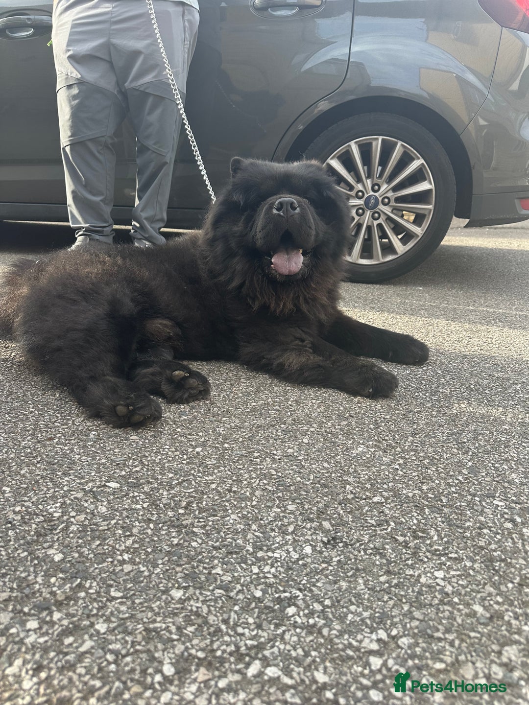 Chow Chow dogs for sale: Chow chow puppies. - Image 2