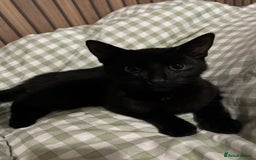 British Shorthair cats for sale: Cat for sale - Image 1