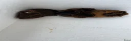 Guinea Pig rodents for sale: Baby guinea pigs - Advert 2