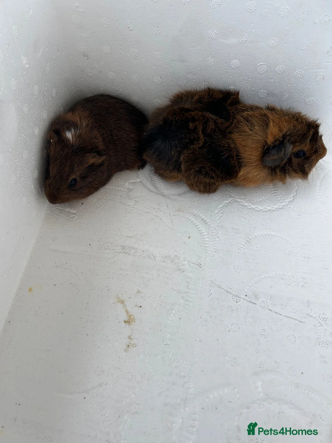 Guinea Pig rodents for sale: Baby guinea pigs - Advert 2