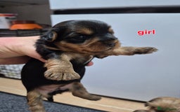 Yorkshire Terrier dogs for sale: Full pedigree Yorkshire terrier  - Image 4
