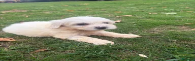 Cavapoochon 3