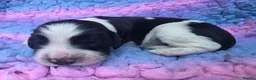 English Springer Spaniel dogs for sale: KC Homebred Health Tested Vet Social Pups 🩷 - Advert 14