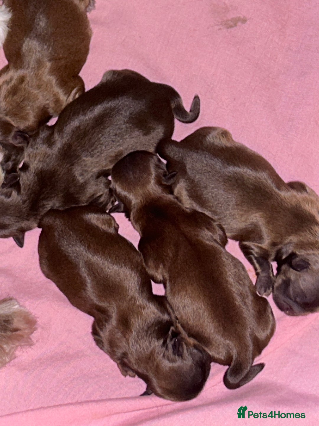 Shih Tzu dogs for sale: Imperial Shih tzu  - Image 3