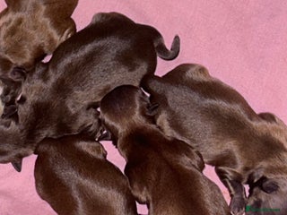 Shih Tzu dogs - Advert 8