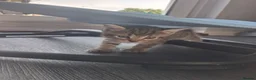 Mixed Breed cats for sale: Gorgeous little of kittens ready to go - Advert 4