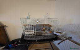 Ringnecks birds for sale: male and female 1 year old ringnecks - Image 4
