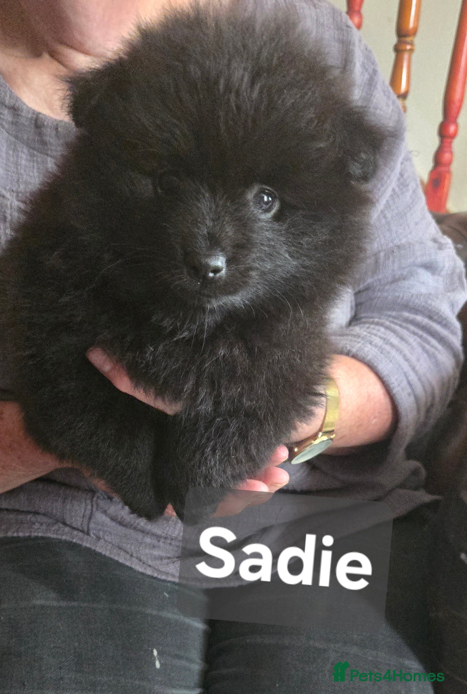 Mixed Breed dogs Princess SADIE is available  - Advert 11