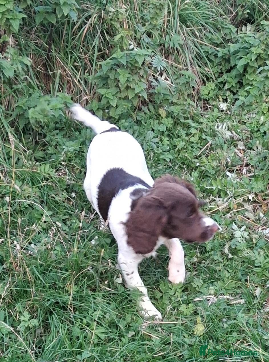 English Springer Spaniel dogs Gorgeous English Springer Spaniels Puppies - Advert 1