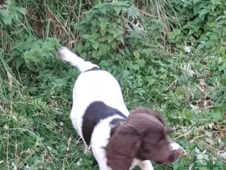 English Springer Spaniel dogs Gorgeous English Springer Spaniels Puppies - Advert 1