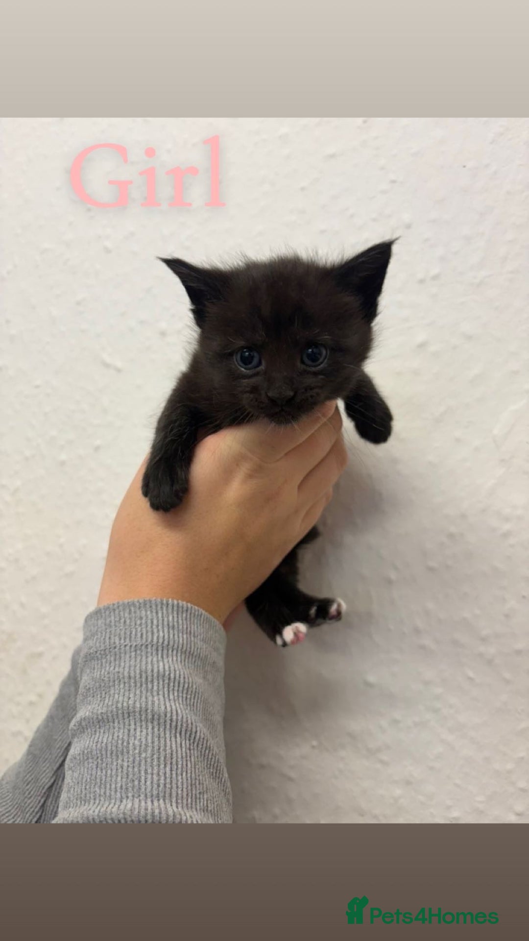 Maine Coon cats for sale: Mane coon cross  - Advert 5