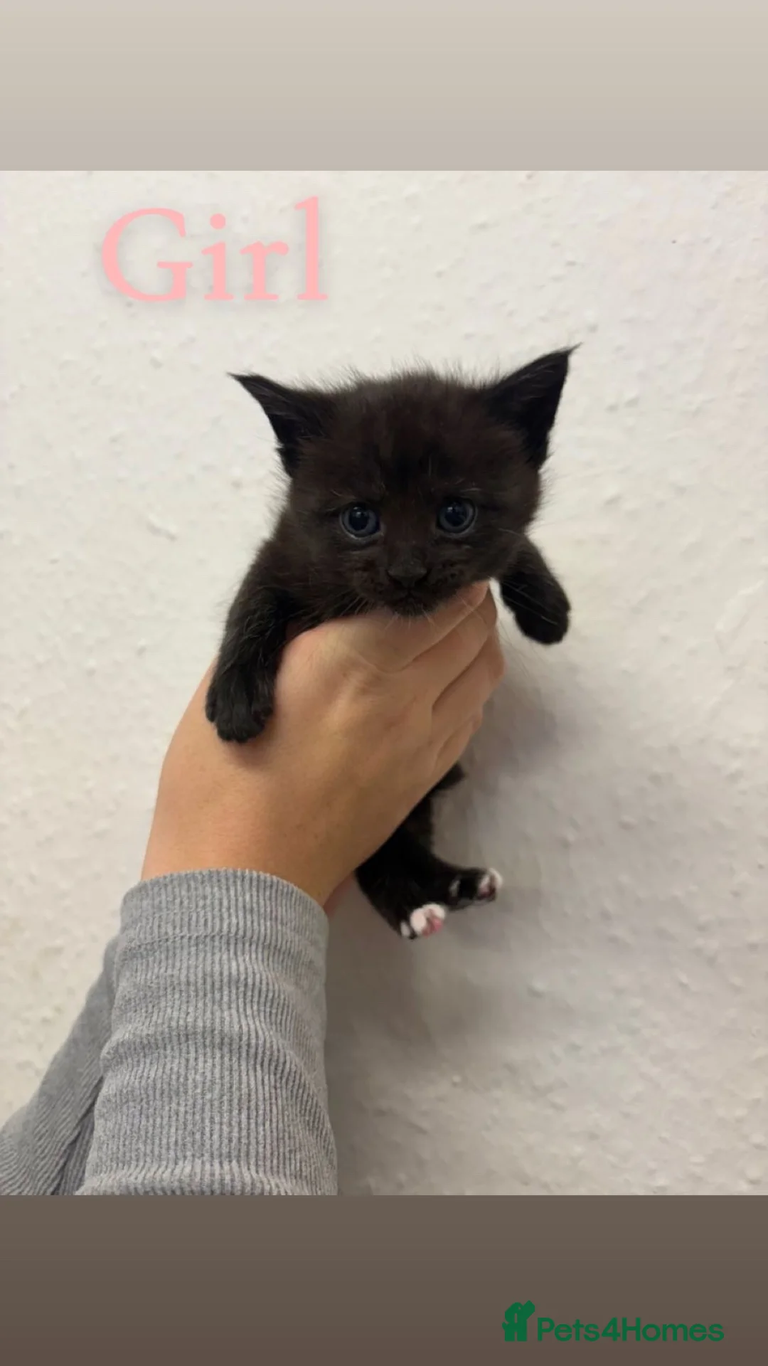 Maine Coon cats for sale: Mane coon cross  - Advert 5