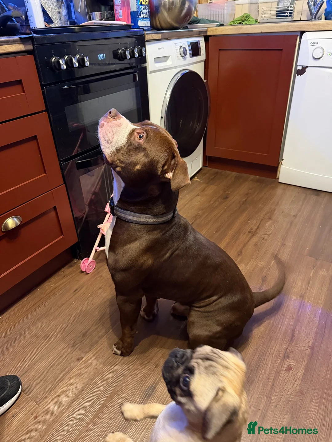 Mixed Breed dogs for sale: Re homing my boy - Advert 2