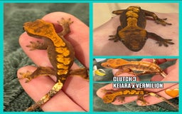 Gecko reptiles for sale: Crested gecko Hatchlings +Lineage  - Advert 3