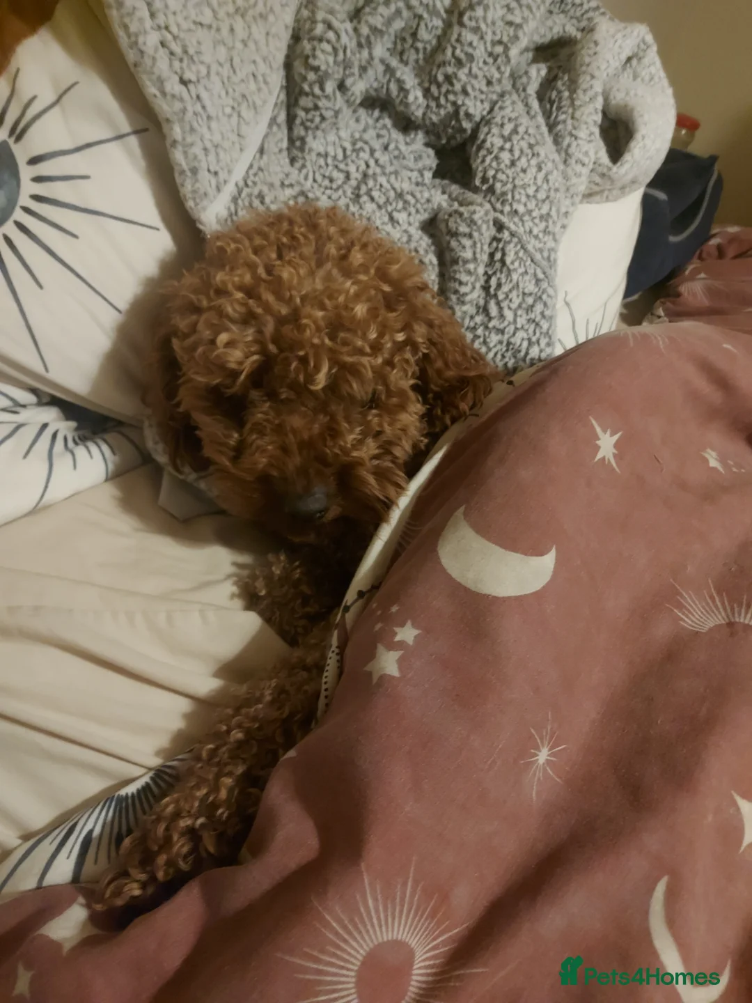 Miniature Poodle dogs for stud: OUR BARRY-KC REGISTERED MINIATURE POODLE FOR STUD in Preston - Advert 24