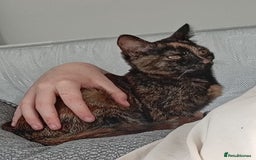 Domestic Shorthair cats for sale: Tortoiseshell female kitten - Image 4