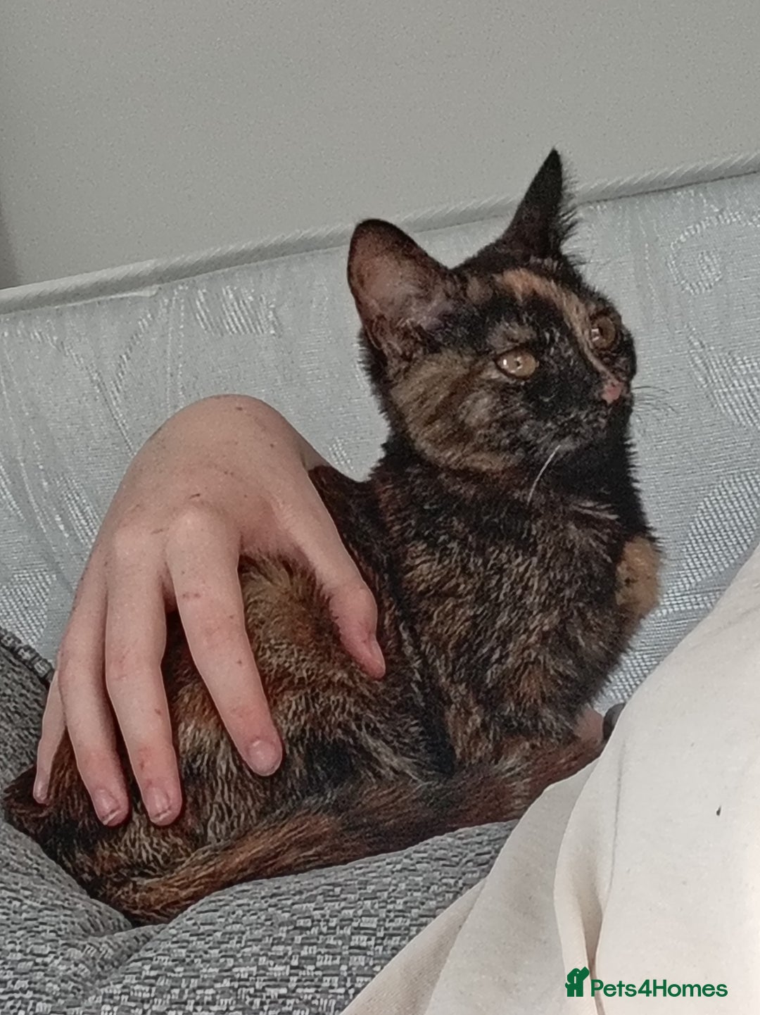 Domestic Shorthair cats for sale: Tortoiseshell female kitten - Image 4