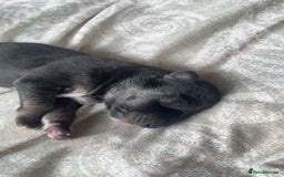 Whippet dogs for sale: 2 Whippet Pups one male one female - Image 3