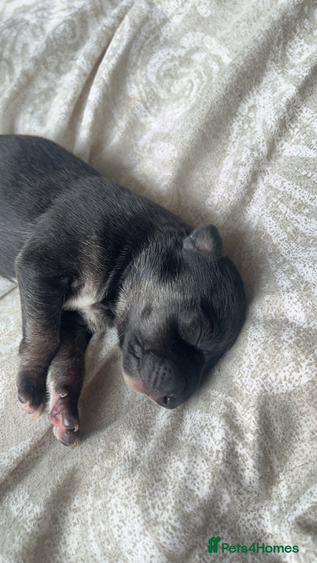 Whippet dogs for sale: 2 Whippet Pups one male one female - Image 3