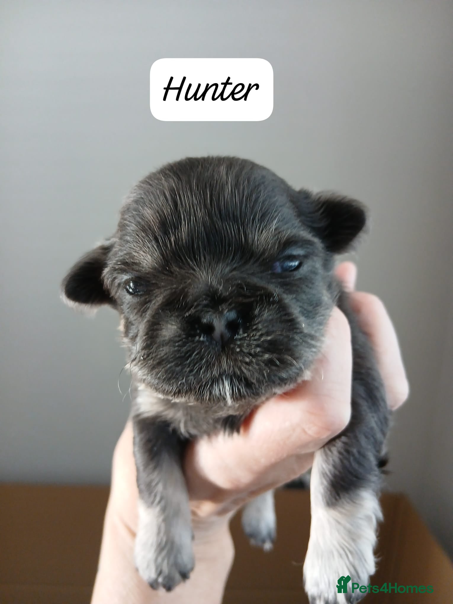 Shih Tzu dogs 💙 RARE BLUE DOBBIES CARRYING CHOC IMPERIALS 💙 - Advert 10